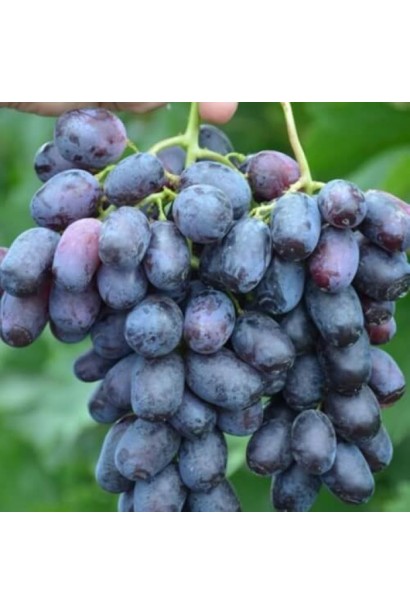 Виноград синий Лорано - большие гроздья